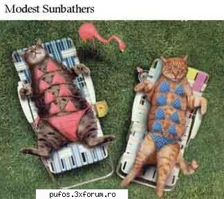 Funn stuff - katze @ plaja !! !! !! take a look at these funny - Funn stuff....