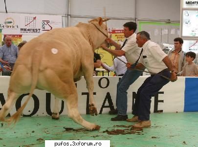 cine credeti ca l-a suparat pe animalu asta ?? voi vedeti ce e pe jos ?? tazur suparat !!